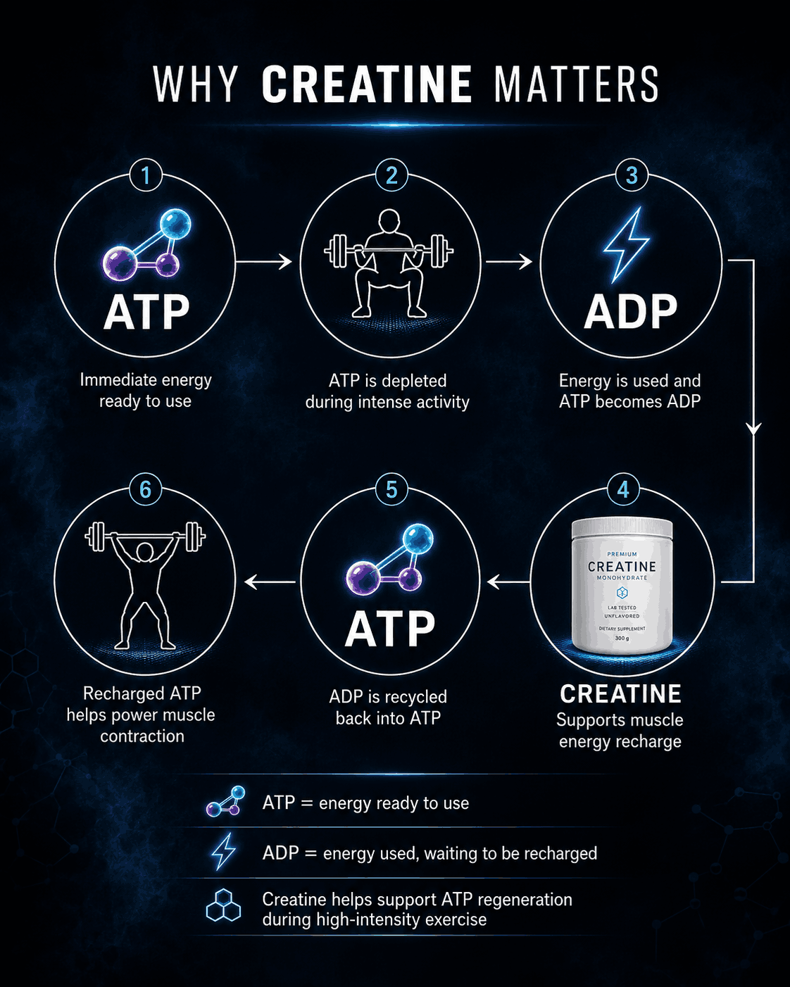 Beta-Alanine and the creatine