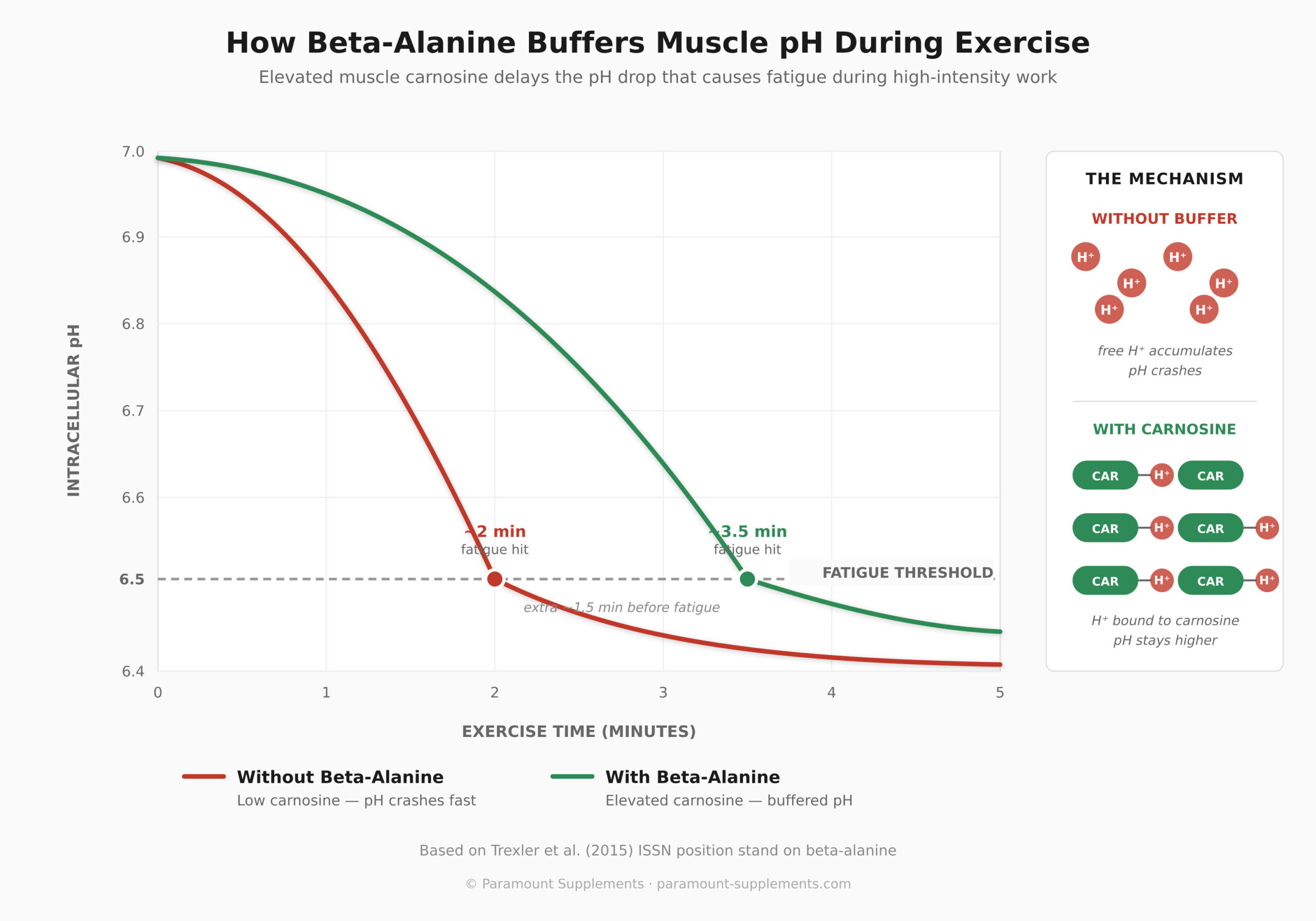 Diagram showing intracellular pH buffering during high-intensity exercise. Carnosine molecules absorb hydrogen ions (H+), slowing the pH drop in muscle cells. Comparison shows untrained muscle reaching fatigue threshold faster than carnosine-elevated muscle.