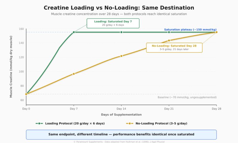Creatine Loading vs No-loading with the same destination